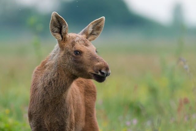 What Does a Young or Baby Moose Sound Like?