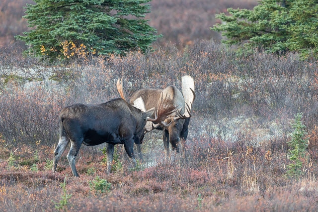 Moose Sounds - What Does an Angry Moose Sound Like?