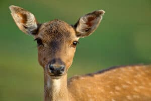 Deer Eyes [A Complete Guide to Deer Vision - How & What Deer See]