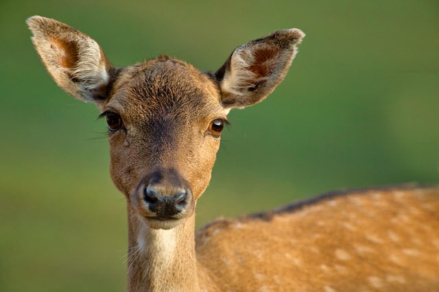 Position of Deer Eyes on Head