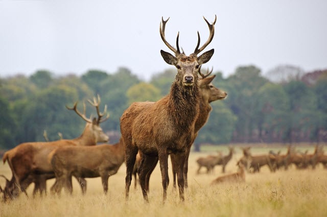 Red Deer Herd Size