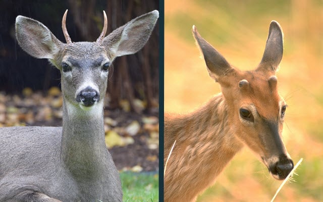 Spike Buck vs Button Buck