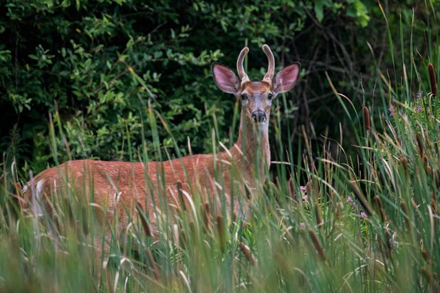 Spike Buck