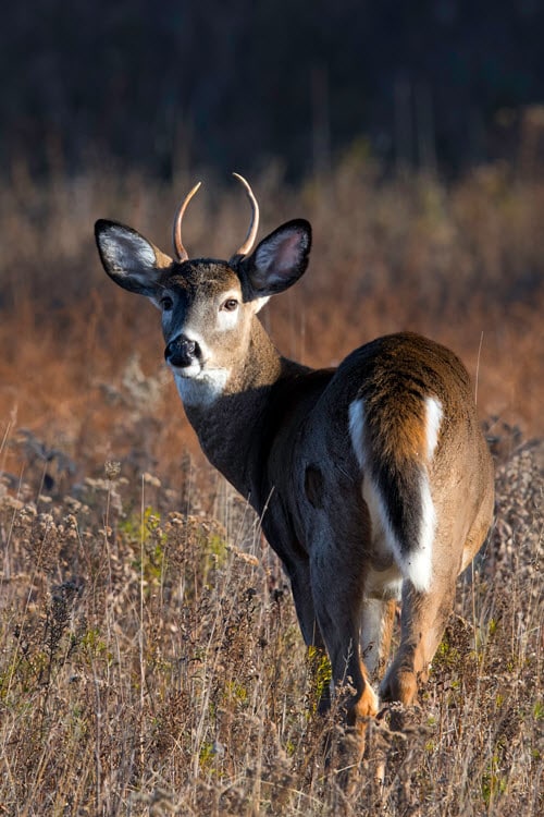 Spike Whitetail Deer