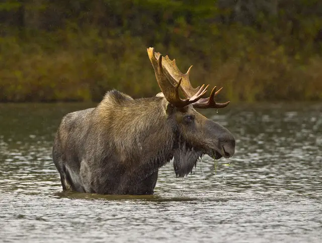 What a Moose Sounds Like