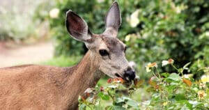 What Flowers Do Deer Not Eat