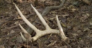 When Do Deer Shed Their Antlers