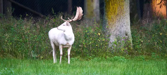 A White Albino Deer