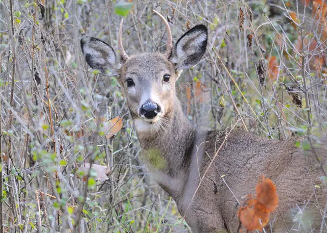 Spike Whitetail Deer - What is a Spike Buck?