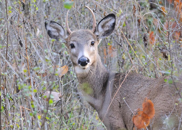 longhorn spike deer