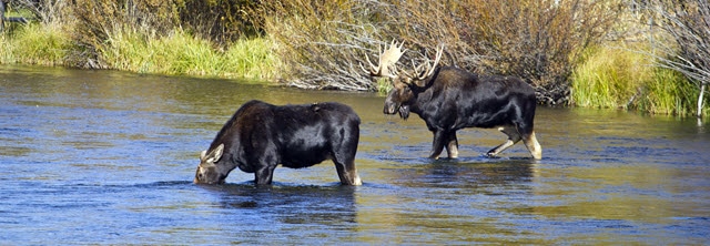 Why Do Moose Make Sounds?