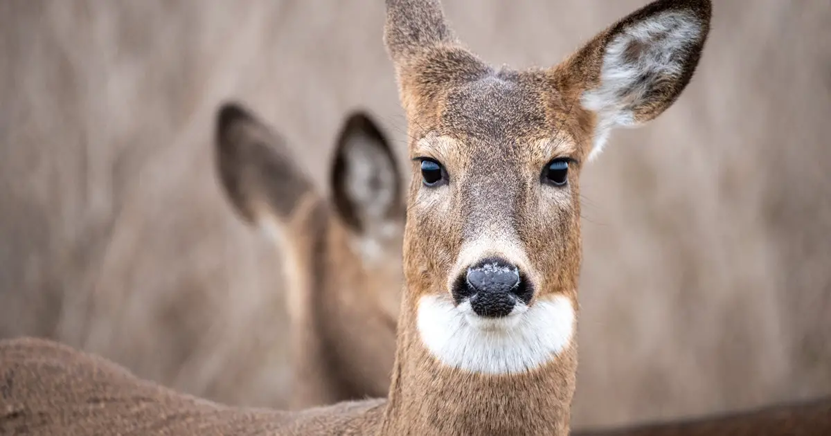 Are Deer Smart