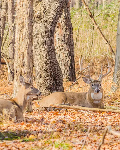 Deer Bedding Signs to Look For