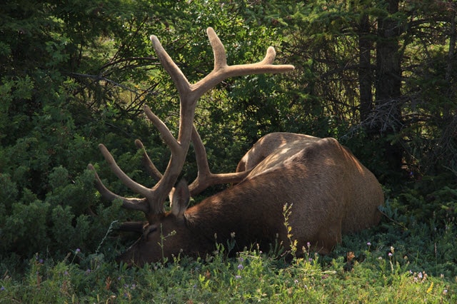 Deer Sleeping in the Woods