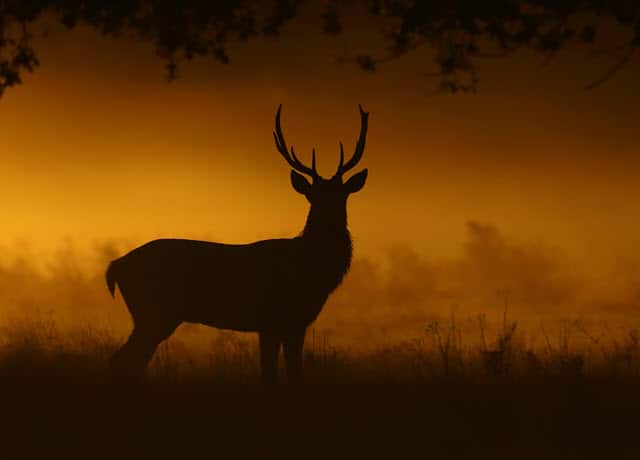 Deer Vision at Night