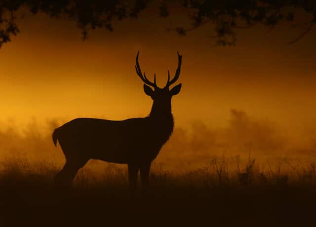 deer vision at night