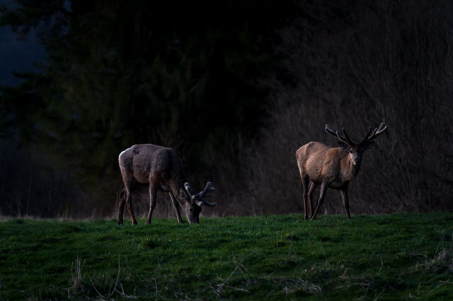 Deer Vision in the Dark