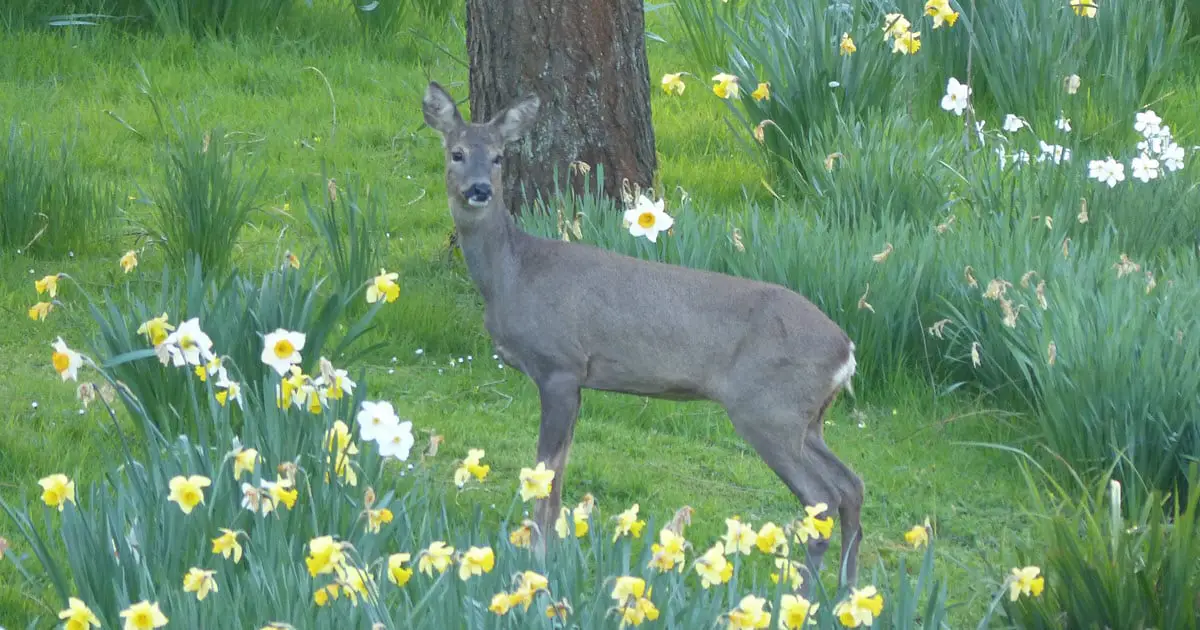 Do Deer Eat Daffodils