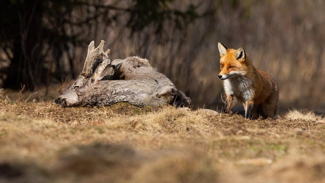 Do Fox Kill Deer? - What do Foxes Generally Like to Eat?
