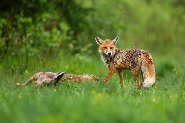 Fox and Deer