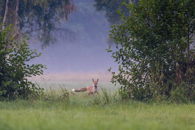 Fox in a Meadow - What is a Fox's Favorite Food?