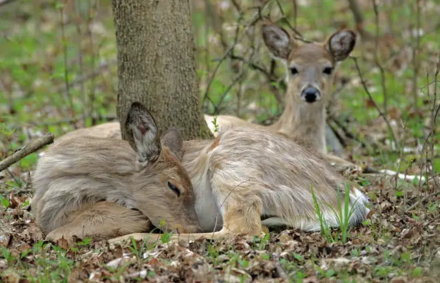How, Where, and How Long Do Deer Sleep?