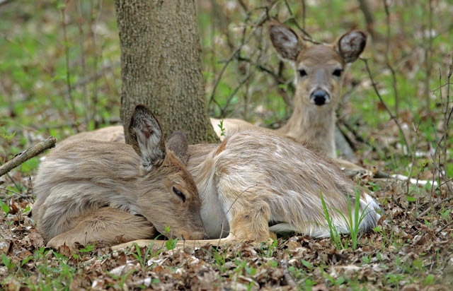 How, Where, and How Long Do Deer Sleep?