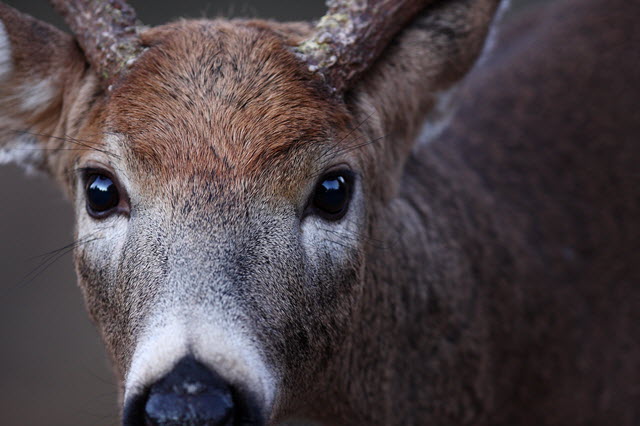 How Deer Eyes Work at Night