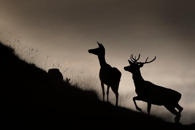 How Deer See in the Dark