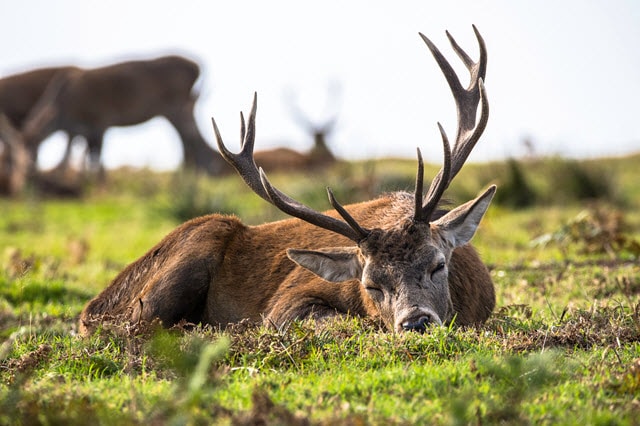 How Deer Sleep