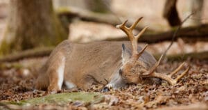 How Do Deer Sleep
