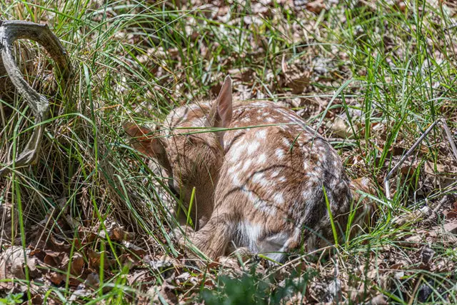 How Fawns and Baby Deer Sleep