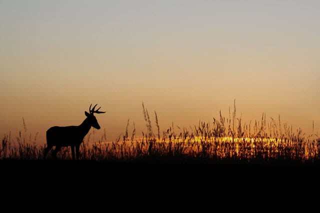 How Well Can Whitetail Deer See In The Dark?