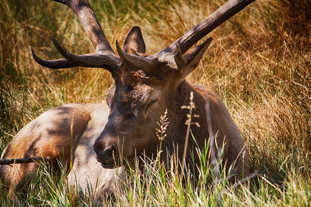 Sleeping Deer - How Do Deer Sleep?