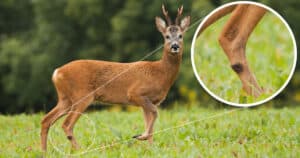Tarsal Glands Deer