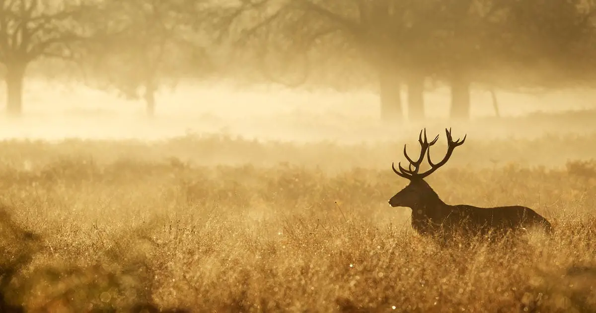 Best Time to Hunt Deer