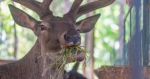 Do Deer Eat Hay