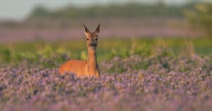 Do Deer Eat Lavender
