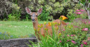 How To Keep Deer Out Of Garden