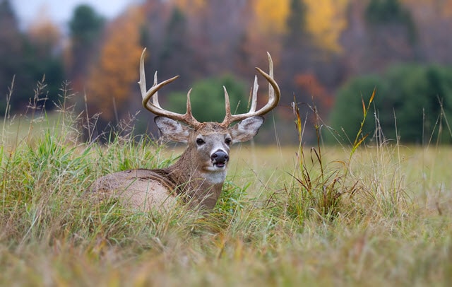 Antler Tine Terminology