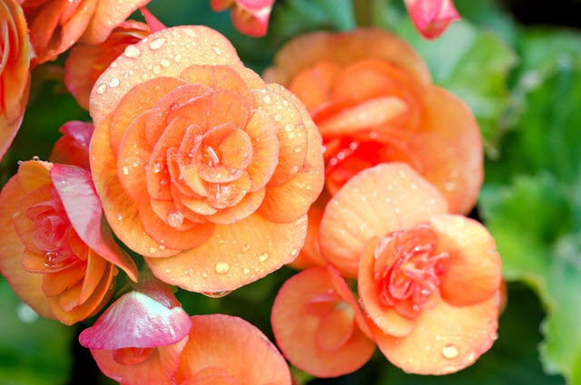 Begonia