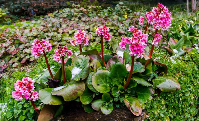 Bergenia