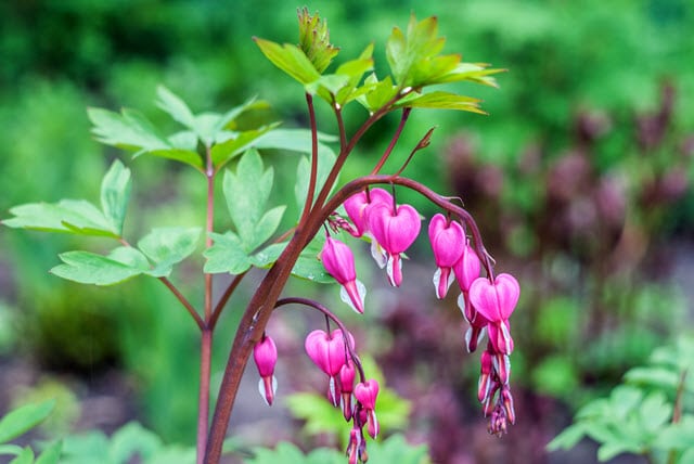 Bleeding Heart