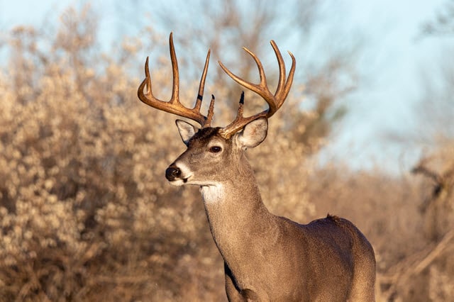 Brow Tine Antlers