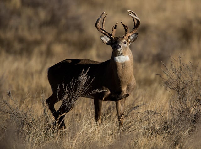 Brow Tine - Antler Terminology