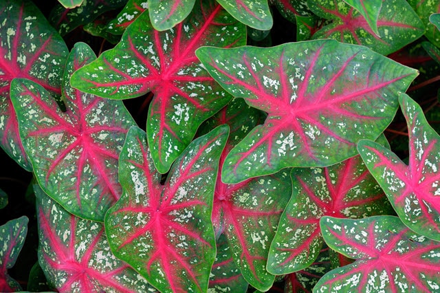 Caladium