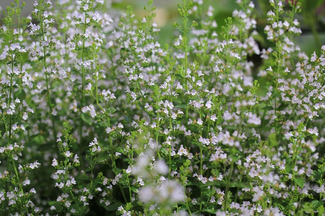 Calamint