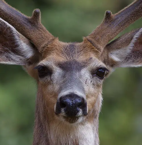 Can A Deer Lose Its Whiskers? Also - What Happens When Deer Lose Their Whiskers?