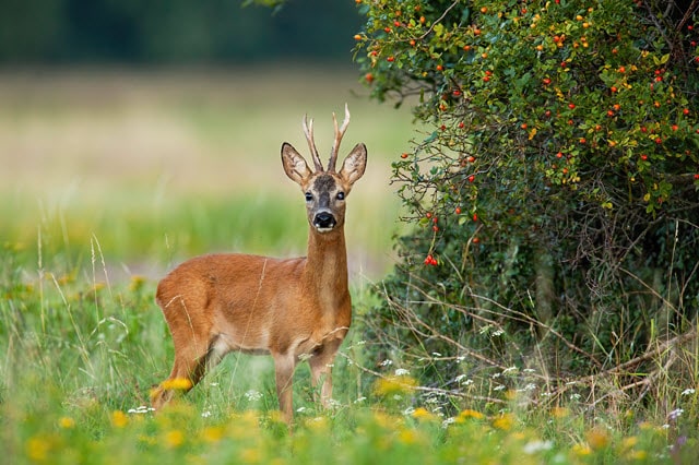 Can Deer See Color?