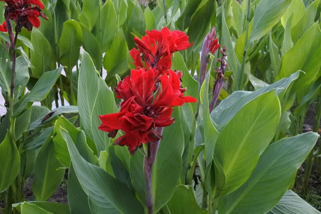 Canna Lily